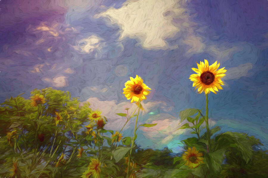 Sunflowers in the Sky Painting Photograph by Judy Vincent
