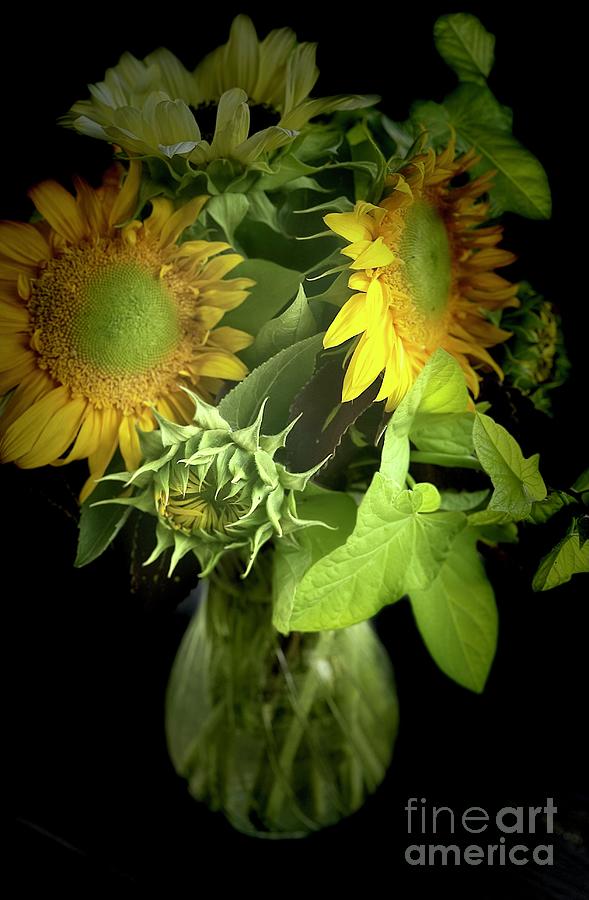 Sunflowers in Vase with Black Background  Photograph by Carol Groenen