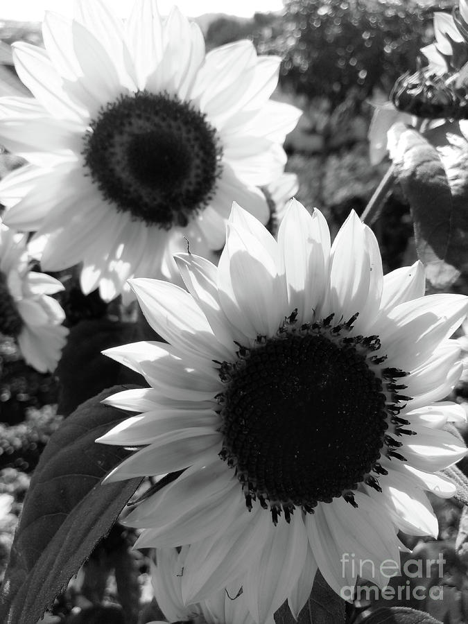 Sunflowers Iv Photograph
