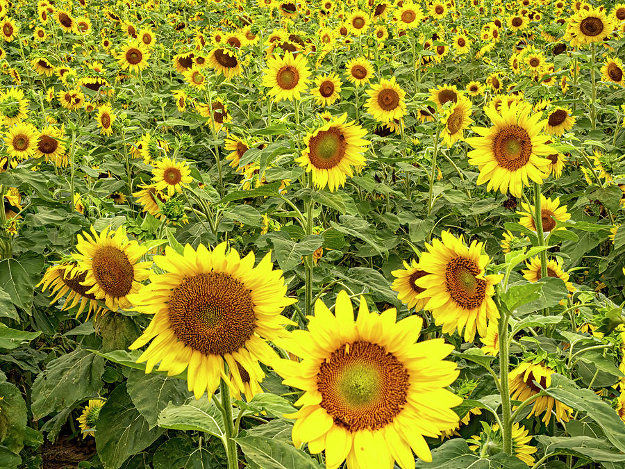 Sunflowers  Photograph by Jerry Connally