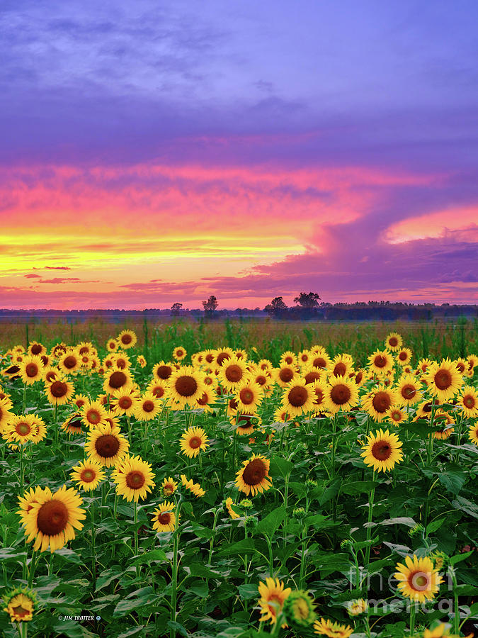 Sunflowers Photograph by Jim Trotter