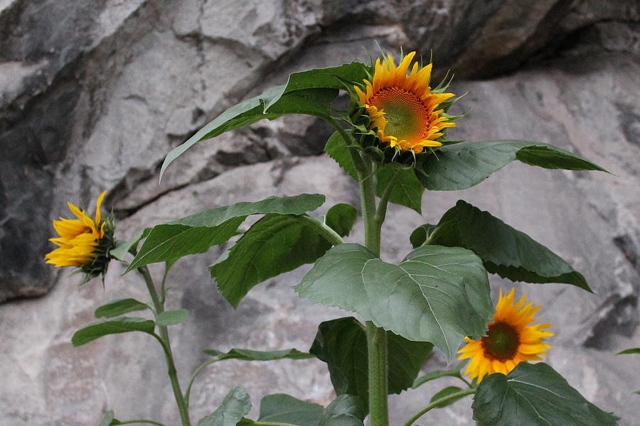 Sunflowers Photograph by Jindra Noewi