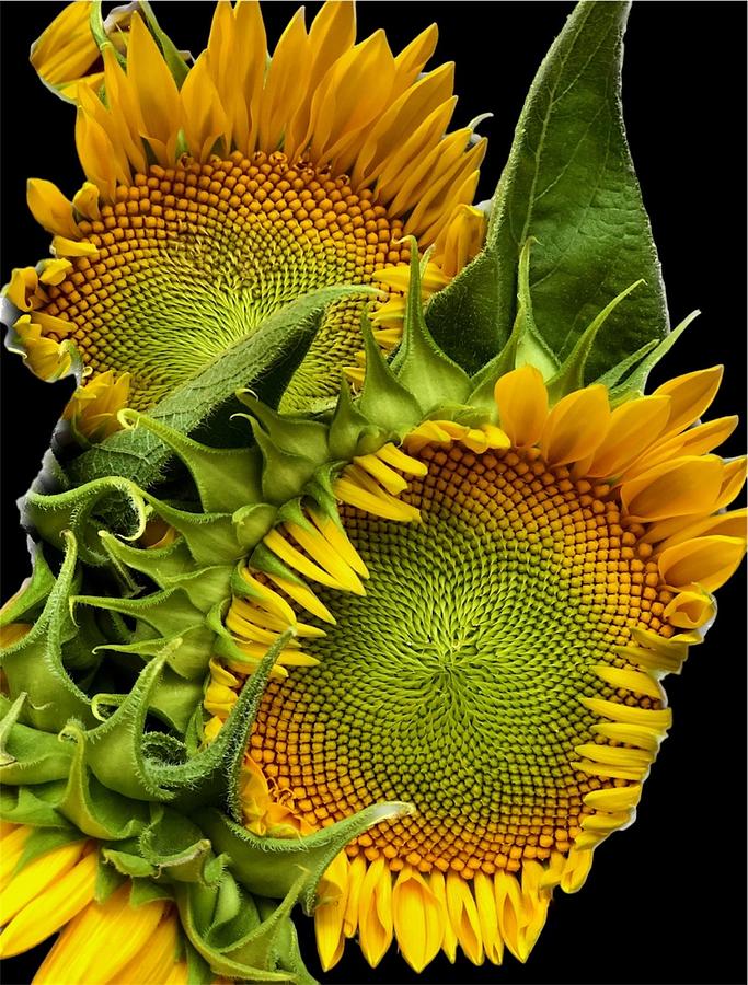 Sunflowers Photograph by JoAnn Lense
