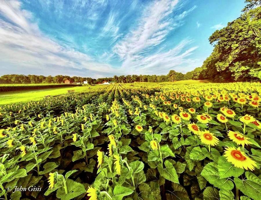 Sunflowers  Photograph by John Gisis