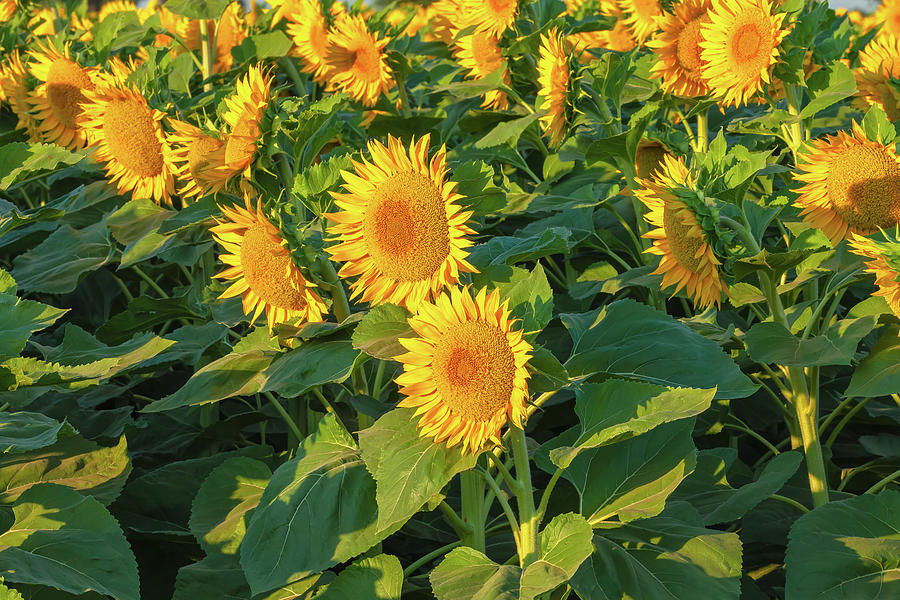 Sunflowers  Photograph by Jonathan Nguyen