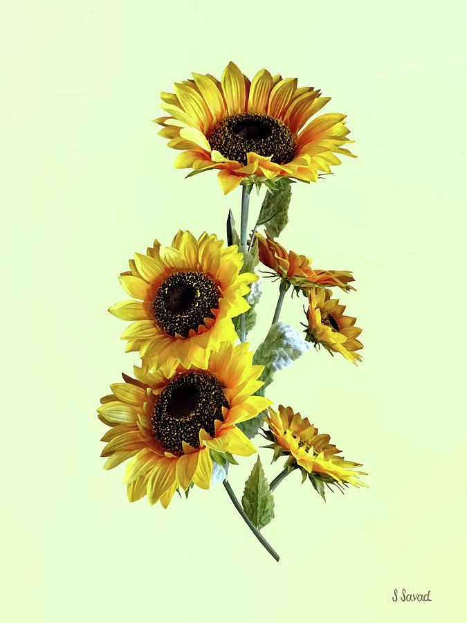 Sunflowers Looking Up Photograph by Susan Savad