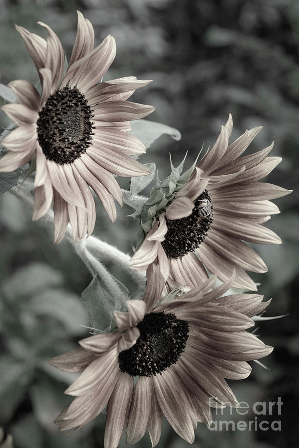 Sunflowers Photograph by Maresa Pryor-Luzier
