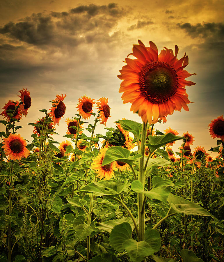 Sunflowers Photograph by Andrii Maykovskyi