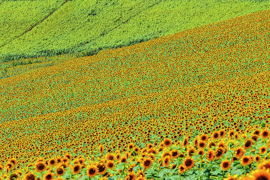 Sunflowers meadow Photograph by Roberto Pagani