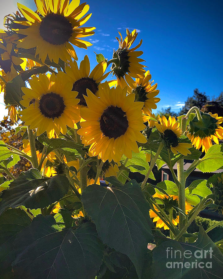 Sunflowers Photograph by Melissa OGara