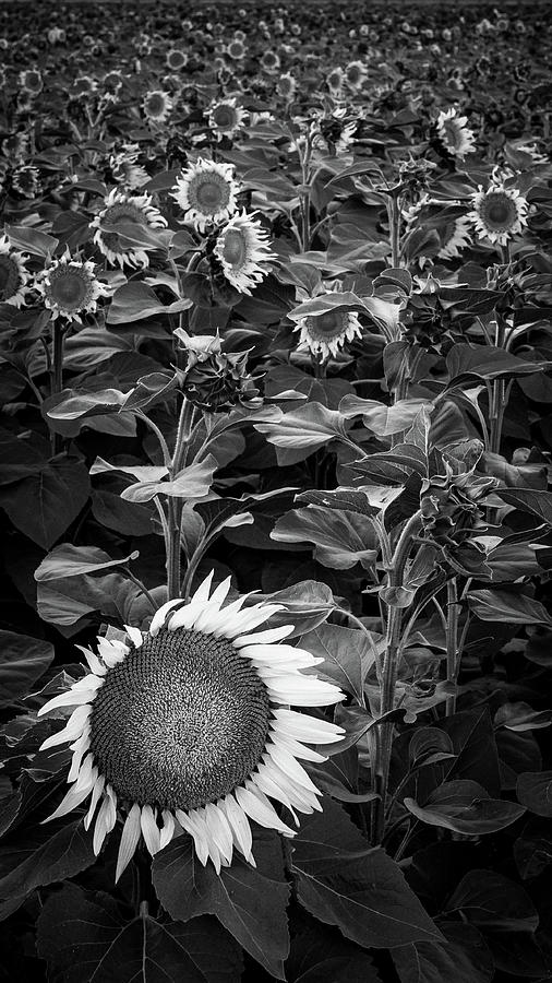 Sunflowers Photograph by Mike Fusaro
