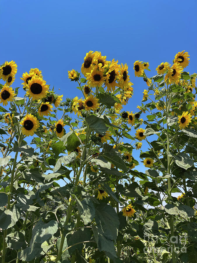 Sunflowers Photograph by Nina Prommer