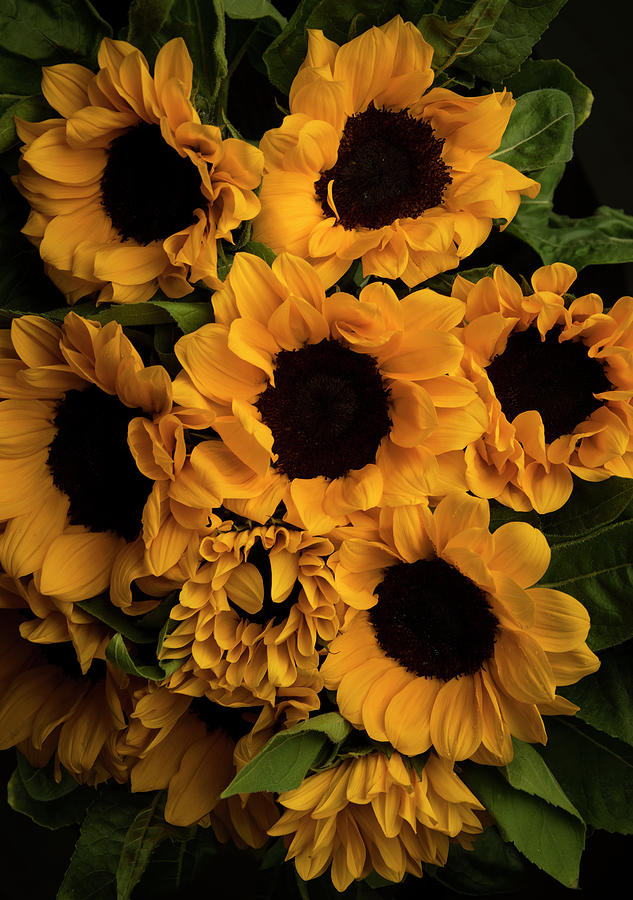 Sunflowers Photograph by Ninette Art - Fine Art America