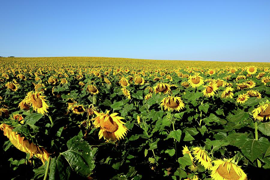 Sunflowers - North Dakota Photograph by Kirk Stanley