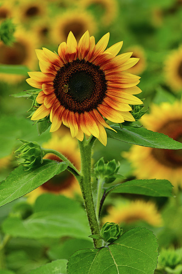 Sunflowers of Sanborn 5 Photograph by Dean Hueber - Fine Art America