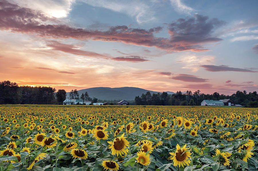Sunflowers of Summer Photograph by Darylann Leonard Photography