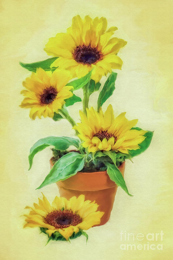 Sunflowers  Mixed Media by Olga Hamilton