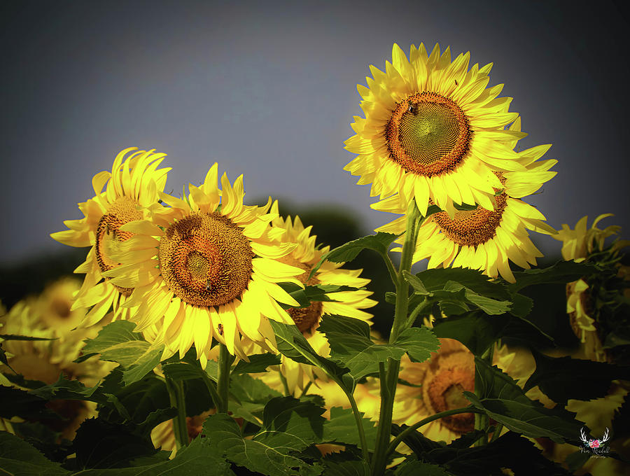 Sunflowers on a Cloudy Day Photograph by Pam Rendall