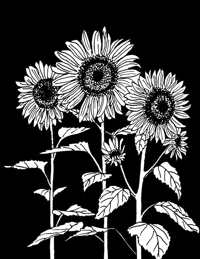 Sunflowers on Black Drawing by Masha Batkova
