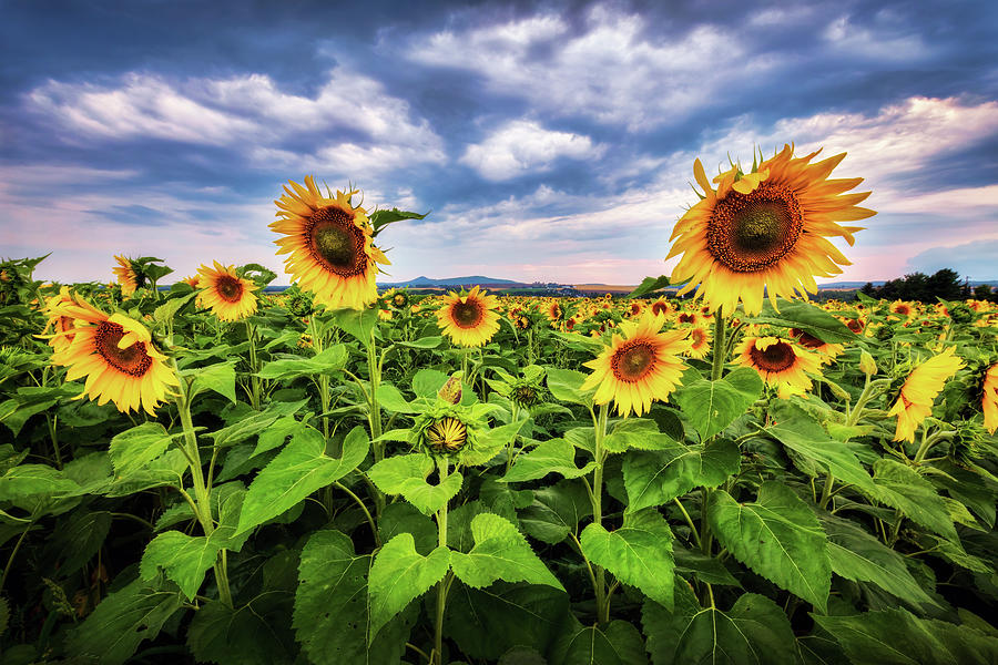 Sunflowers a6445 Photograph by Greg Hartford