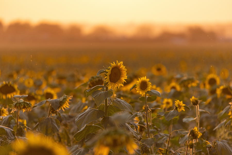 Sunflowers on the Hazy Plains Photograph by Tony Hake - Fine Art America