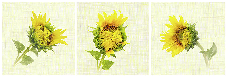 Sunflowers Opening Triptych Photograph