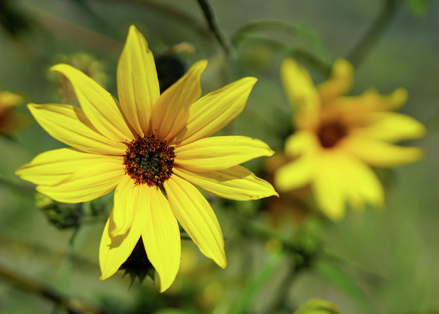 Sunflowers Orosi  Photograph by Brett Harvey