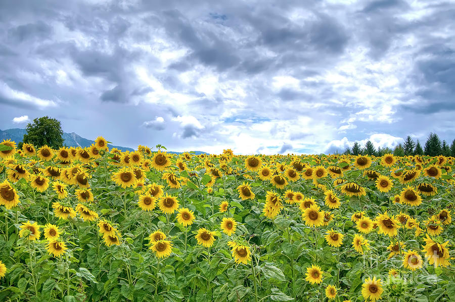 Sunflowers Photograph by Paolo Signorini