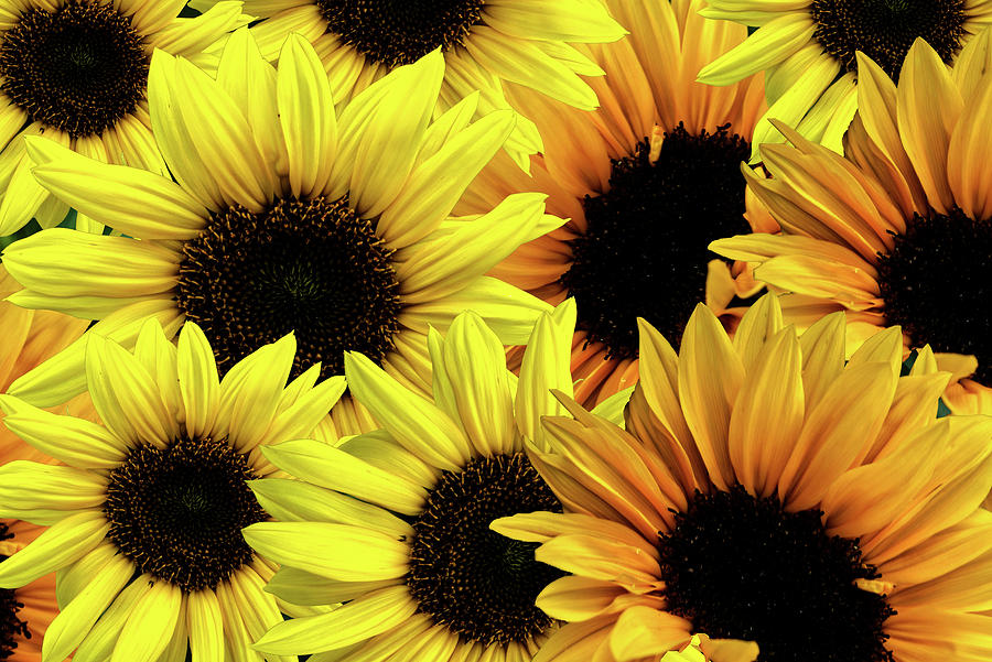 Sunflowers Photograph - Sunflowers by Patricia Piotrak