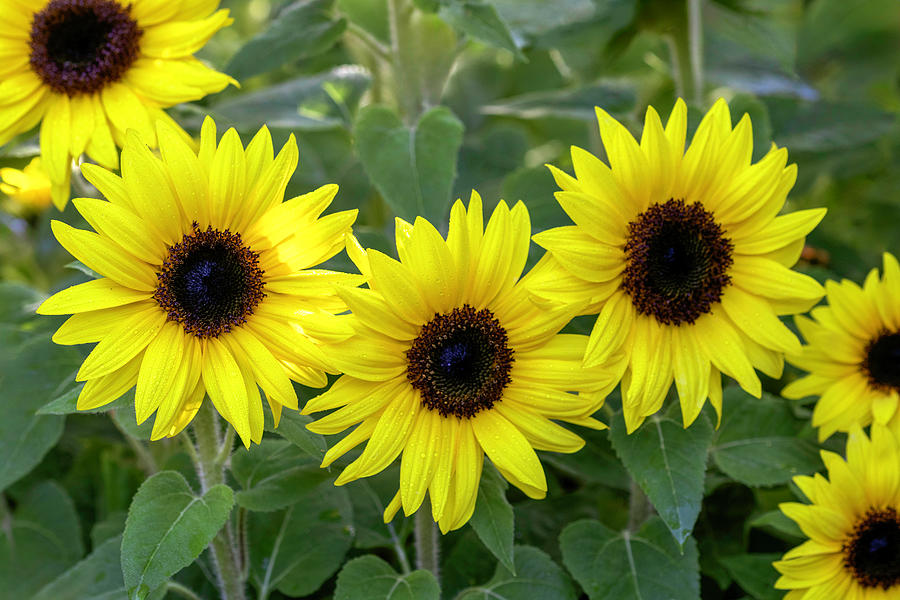 Sunflowers Photograph by Patty Colabuono