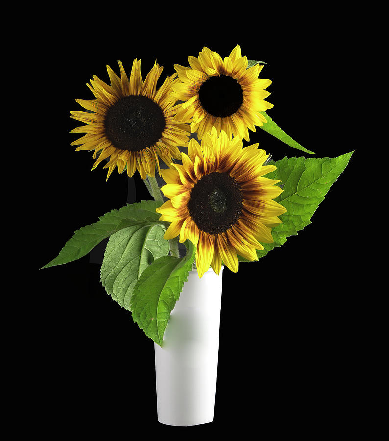 Flowers Still Life Photograph - Sunflowers by Phil And Karen Rispin