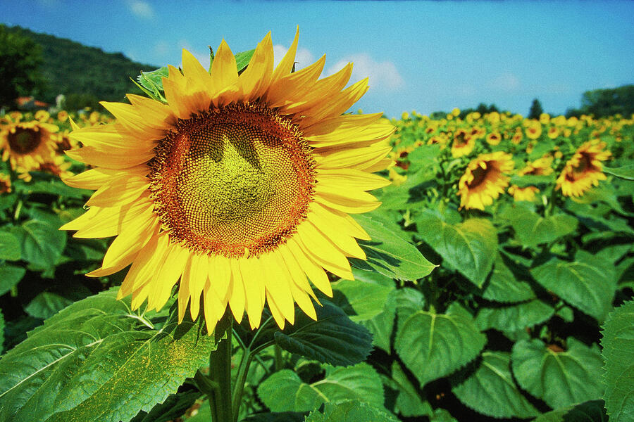 Sunflowers Poitiers France Photograph