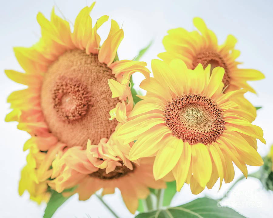 Sun Photograph - Sunflowers Puzzle by Edward Fielding