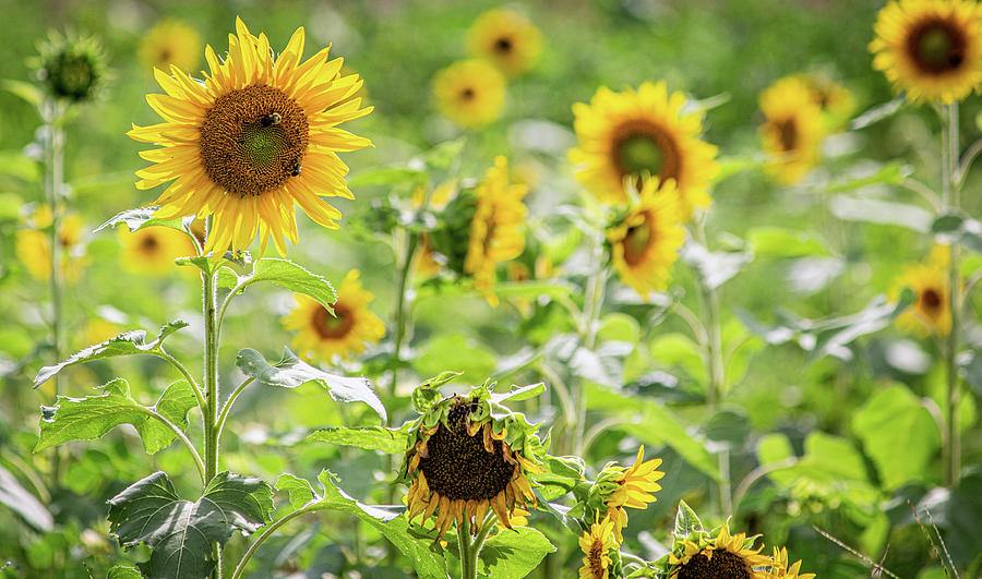 Nature Photograph - Sunflowers by Randy Bayne