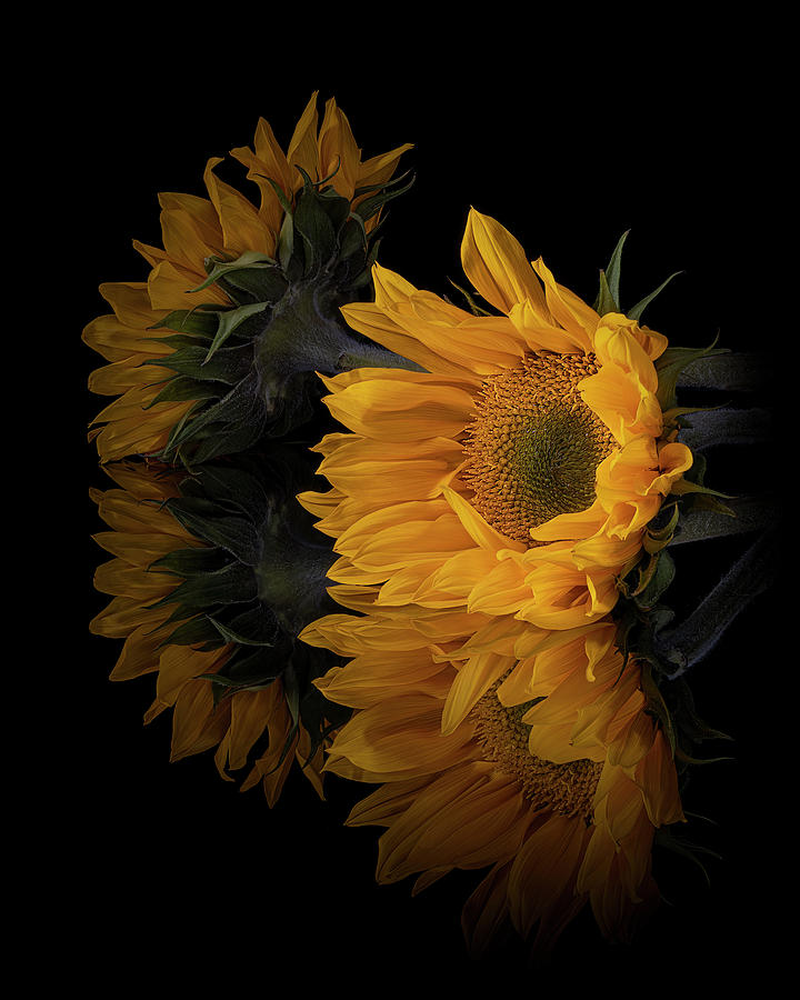 Sunflowers - Reflection from Black Mirror Collection Photograph by Lily Malor