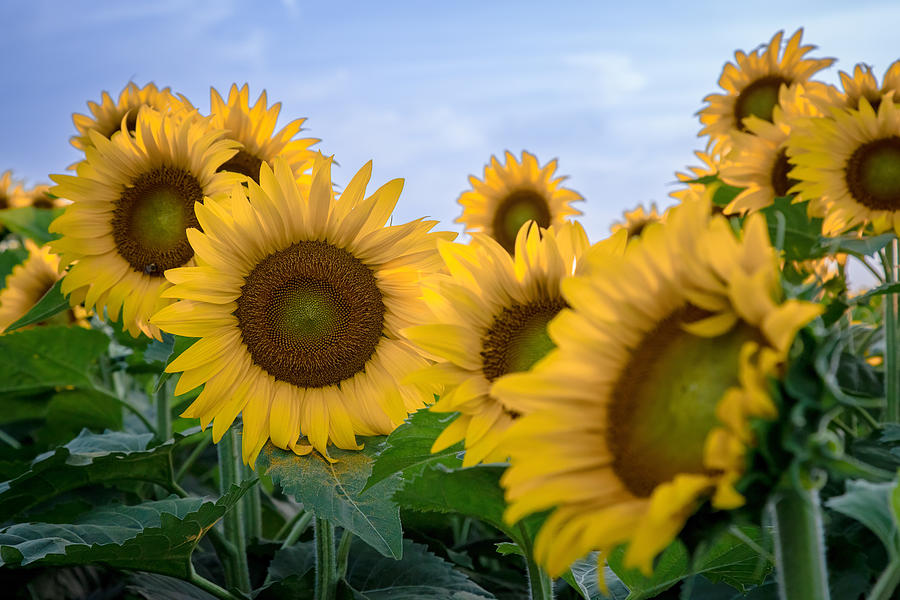 Sunflowers Photograph by Rod Best