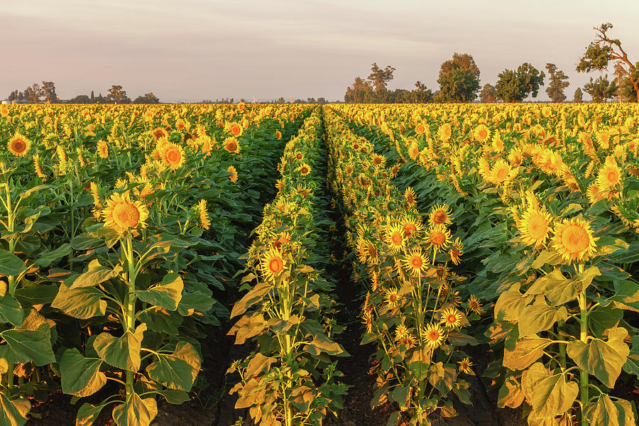 Sunflowers Rows Photograph by Jonathan Nguyen