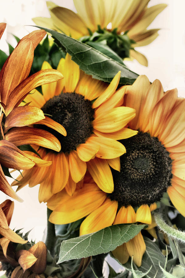 Sunflowers Photograph by Sally Bauer