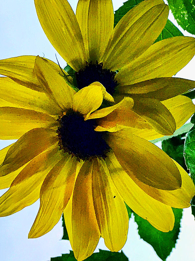 Sunflowers  Photograph by Stephen Dorton