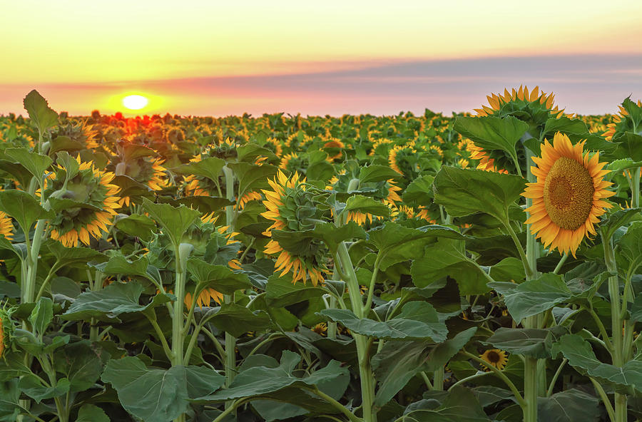 Sunflowers Sunrise Photograph by Jonathan Nguyen