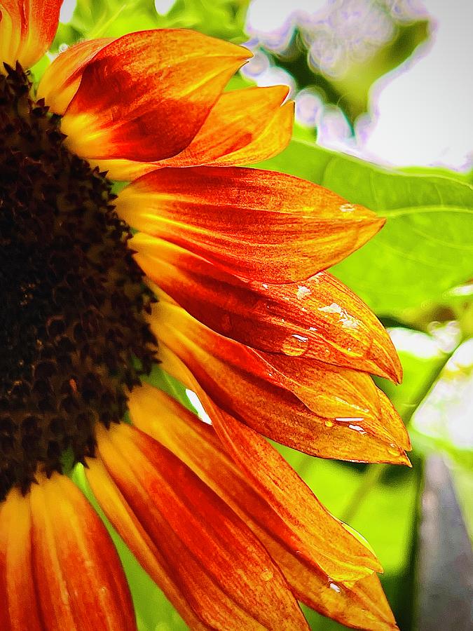 Sunflowers Tear Photograph by Robert Villano - Fine Art America