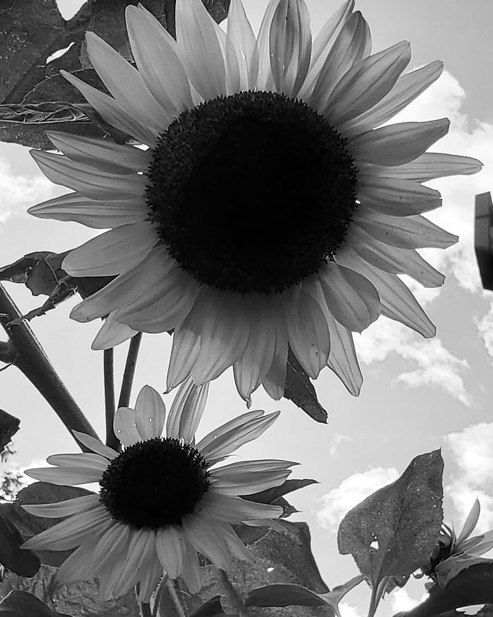 Sunflowers Photograph by Thai Sinkinson | Fine Art America