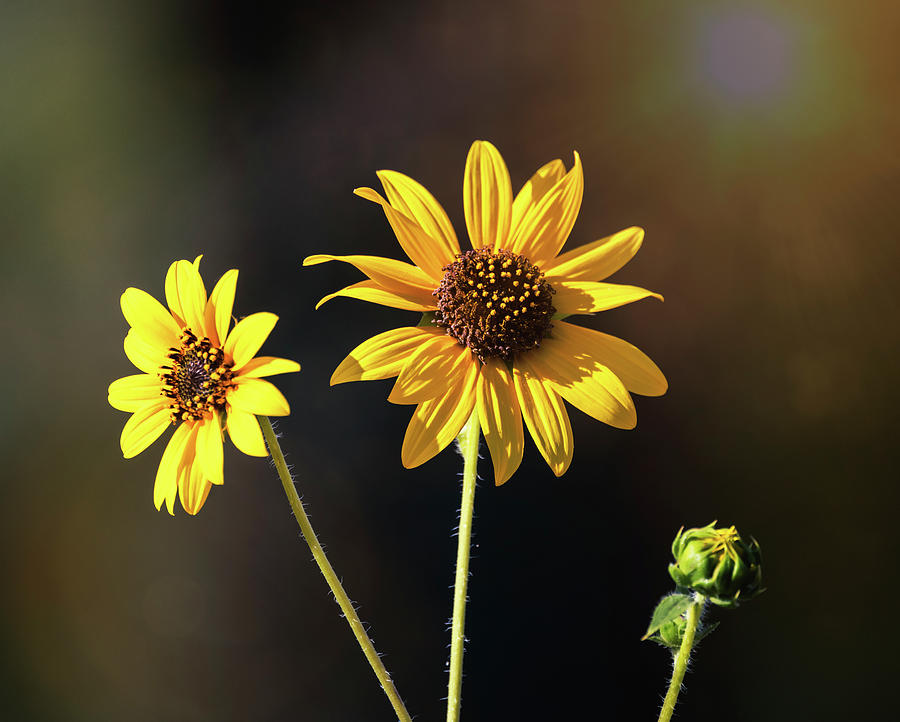 Sunflowers To The Sun  Photograph by Saija Lehtonen