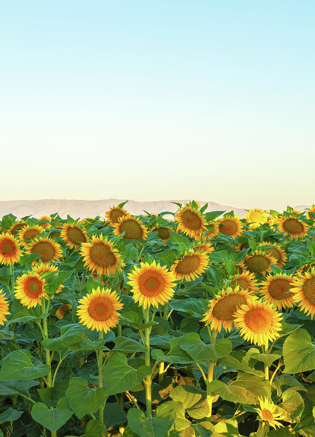 Sunflowers Vertical Photograph by Jonathan Nguyen