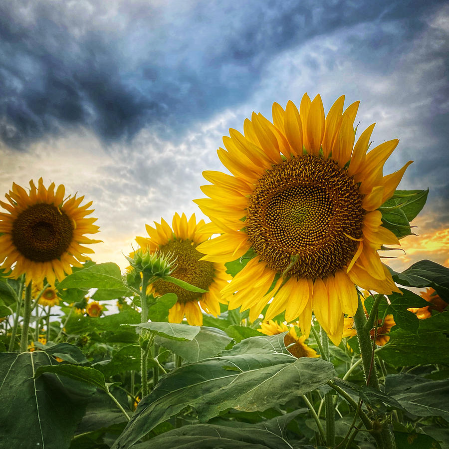 Sunflowers Photograph By Virginia Folkman - Fine Art America