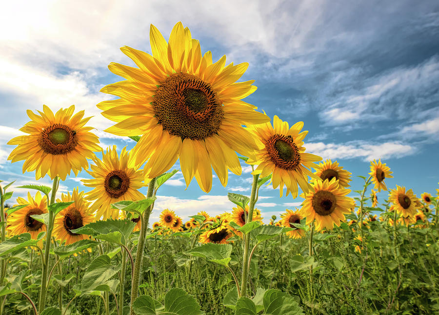 Sunflowers Photograph by Wade Aiken
