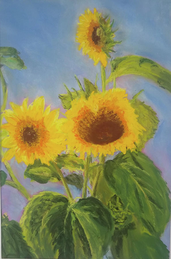 Sunflowers Drawing by Wim Cuppens - Fine Art America