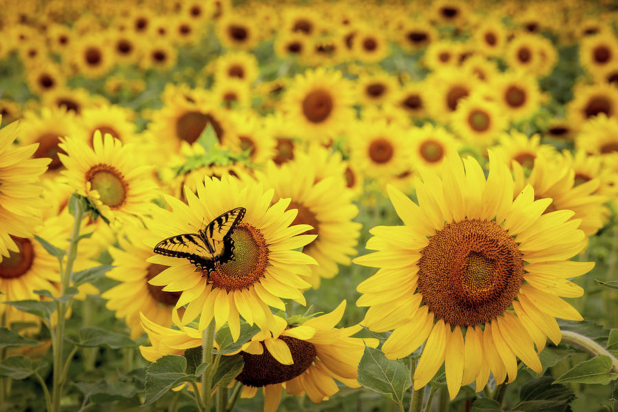 Sunflowers with Butterfly Photograph by Patti Deters