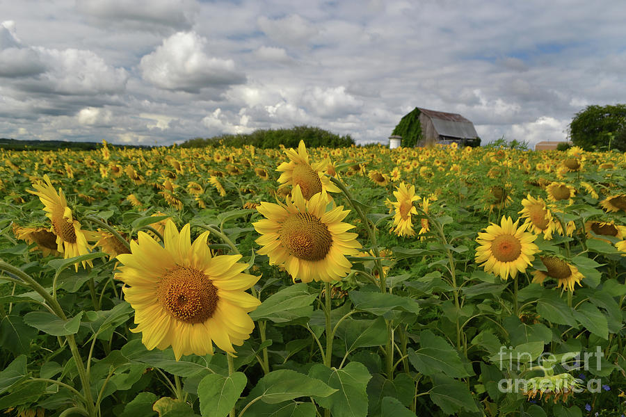 Sunflowers with Rustic Barn Photograph by Amy Lucid