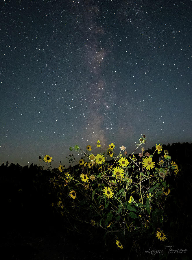 Sunflowers with the Milky Way Photograph by Laura Terriere